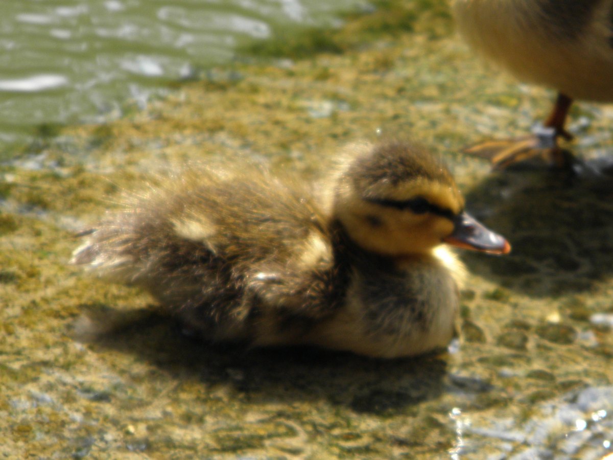 Baby mallard duck