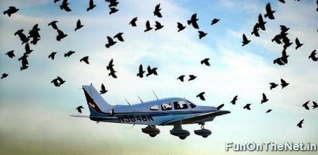 Birds Vs Planes