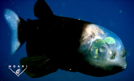 Transparent Head Fish