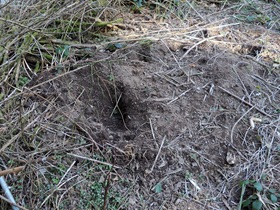 badger grubbing hole