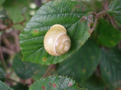 snail,snail on blackberry leaf