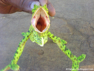 Opening Mouth of Chameleon