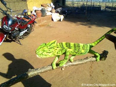 Picture of Chameleon