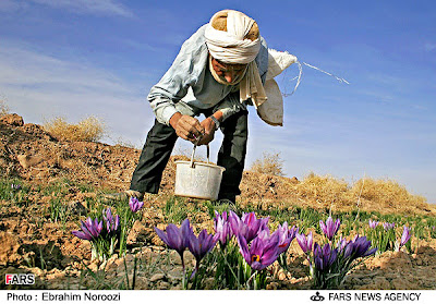 Collecting Saffron Kesar Flowers