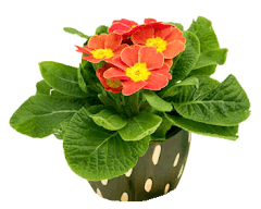 bem-verde-prolongue-a-vida-das-plantas-a