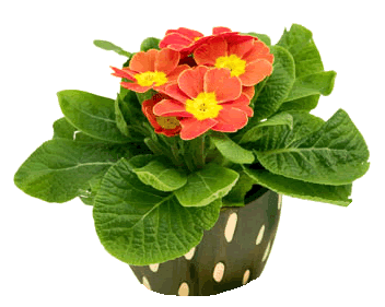 bem-verde-prolongue-a-vida-das-plantas-a