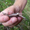 Common Sagebrush Lizard