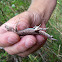 Common Sagebrush Lizard