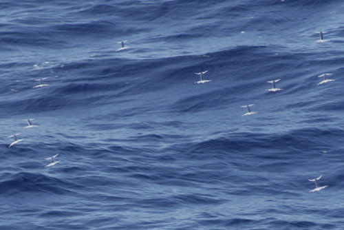 Two-Wing Flying fish photos