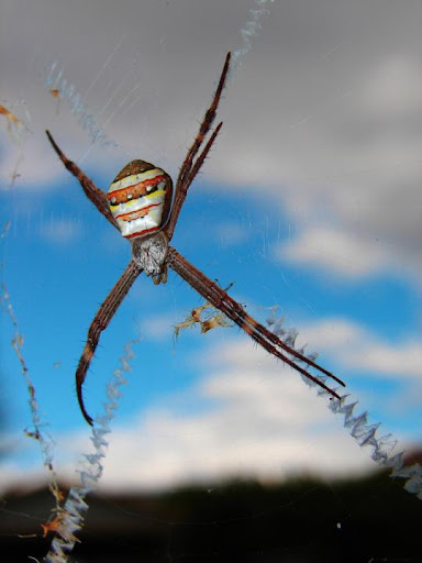 jaring laba-laba