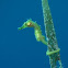 Thorny Seahorse - Juvenile