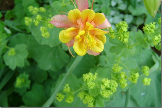 columbine flower w/lady's mantle