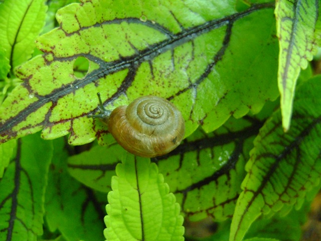 [snails 004[3].jpg]