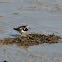 Ruddy Turnstone