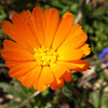 Field marigold