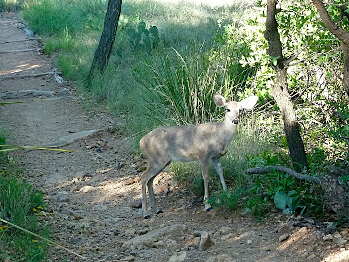 Carmen Mountains White-tailed Deer