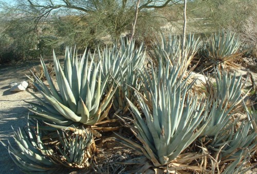 agave_deserti.jpg