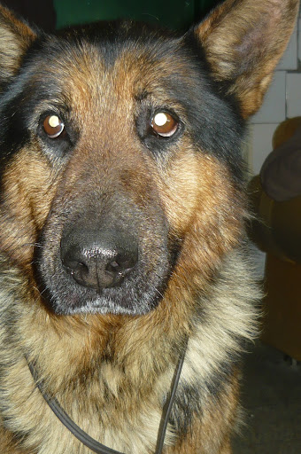 csib%C3%A9sz%20%C3%A9s%20rudolf%20008.JPG