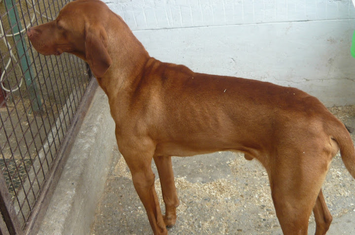 vizsla%20002.JPG