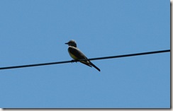 wirebird