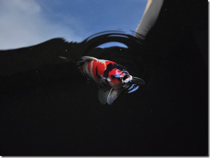 photo of koi taking air from surface