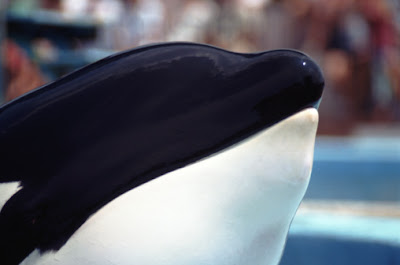 When Sea World Strikes Back! Tragedy Revisited by Dawn Brancheau Sea World trainer Dawn Brancheau was killed by a killer whale.