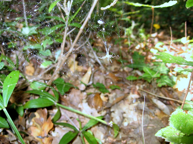 IMG_4401.JPG