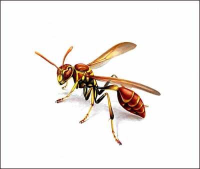 [paper wasp sm [3].jpg]