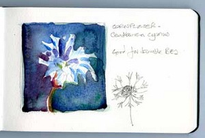 [cornflower sm2[3].jpg]