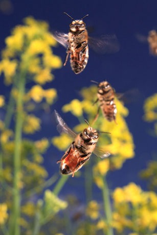 [Bee-Hives-Honeybee04[3].jpg]