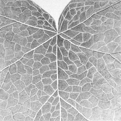 [johns leaf[2].jpg]