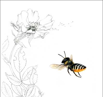 [leafcutter bee bg[3].jpg]