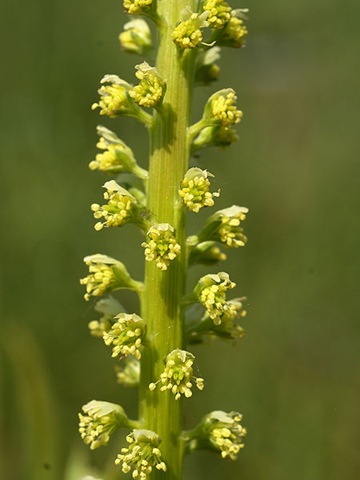[450px-Reseda_luteola_(inflorescense)[3].jpg]