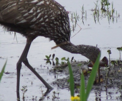 [limpkin 5[3].jpg]