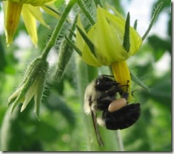 bee_pollinating