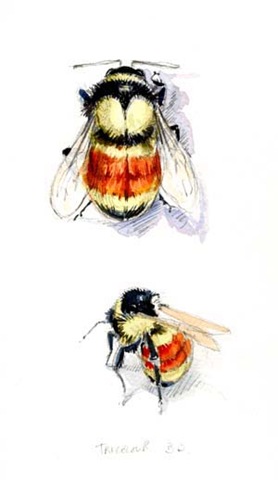 [tricolsketchsm22.jpg]