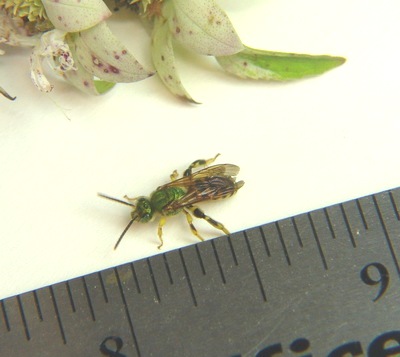 [bee and ruler[10].jpg]
