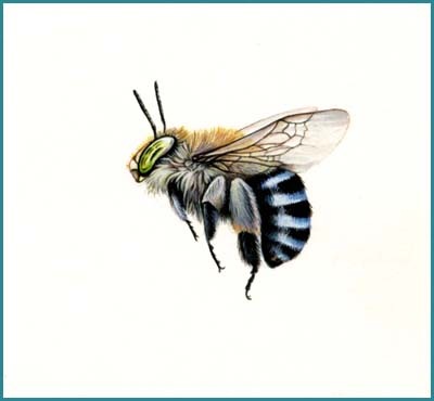 [blue banded2[3].jpg]