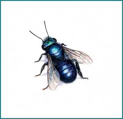 [osmia lignaria blue orchard mason bee[3].jpg]