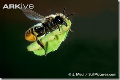Megachile-leaf-cutter-bee-transporting-leaf-in-flight