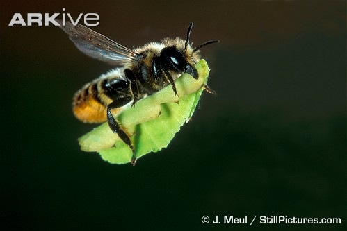 [Megachile-leaf-cutter-bee-transporting-leaf-in-flight[2].jpg]