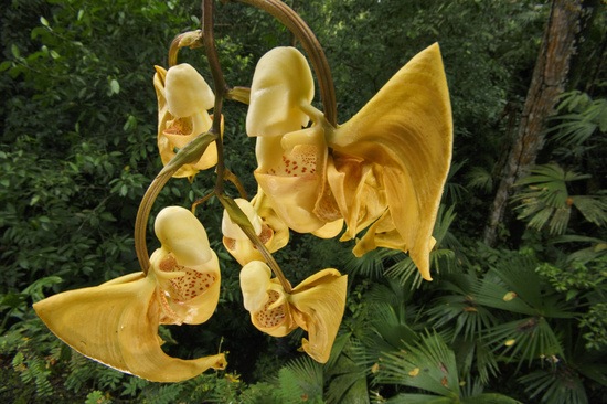 [orchid-12[4].jpg]