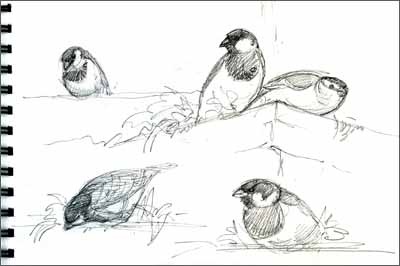 [sparrow sketches sm jpg[5].jpg]