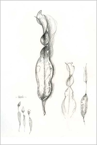[croton pencil_2[5].jpg]