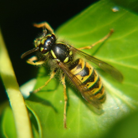 [wasp[3].jpg]
