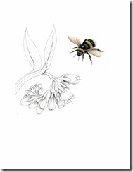 Buff Tailed Bumble Bee,Bombus terrestris