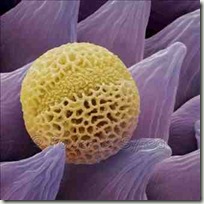 lavender-pollen-grain--lavandula-dentata--80200172-m