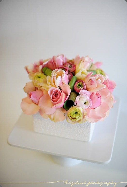 popup04 hazelnut photgraphy