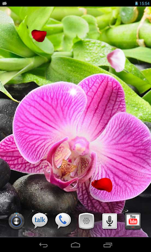 【免費個人化App】Beautiful Orchids LWP-APP點子