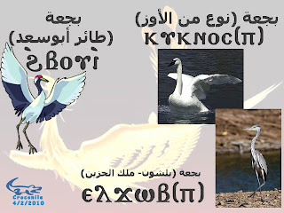الطيور باللغــــــة القبطيــــ†ــــة بالصور